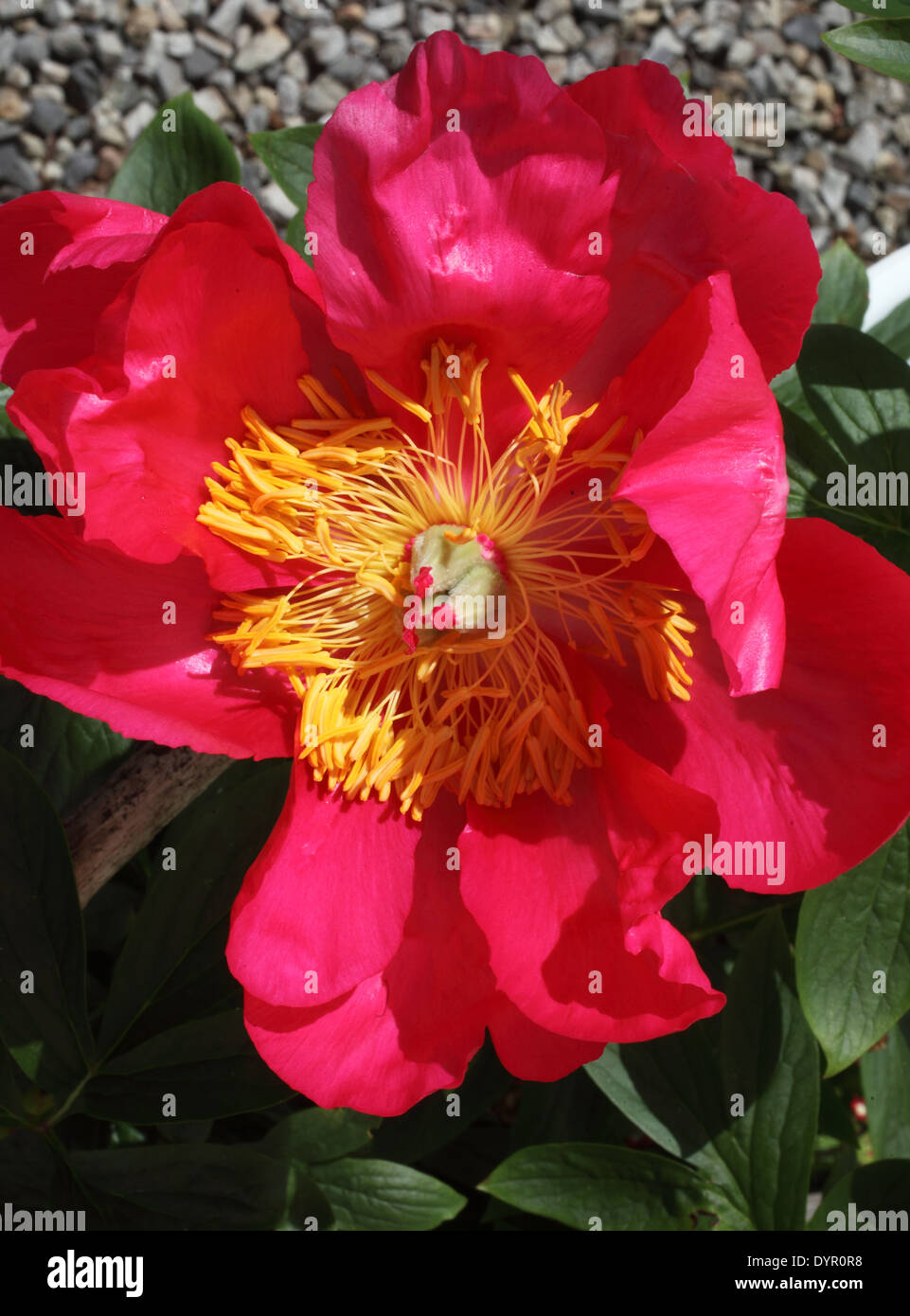 Paeonia Officinalis 'Rubra Plena' Openied flowerhead Stockfoto