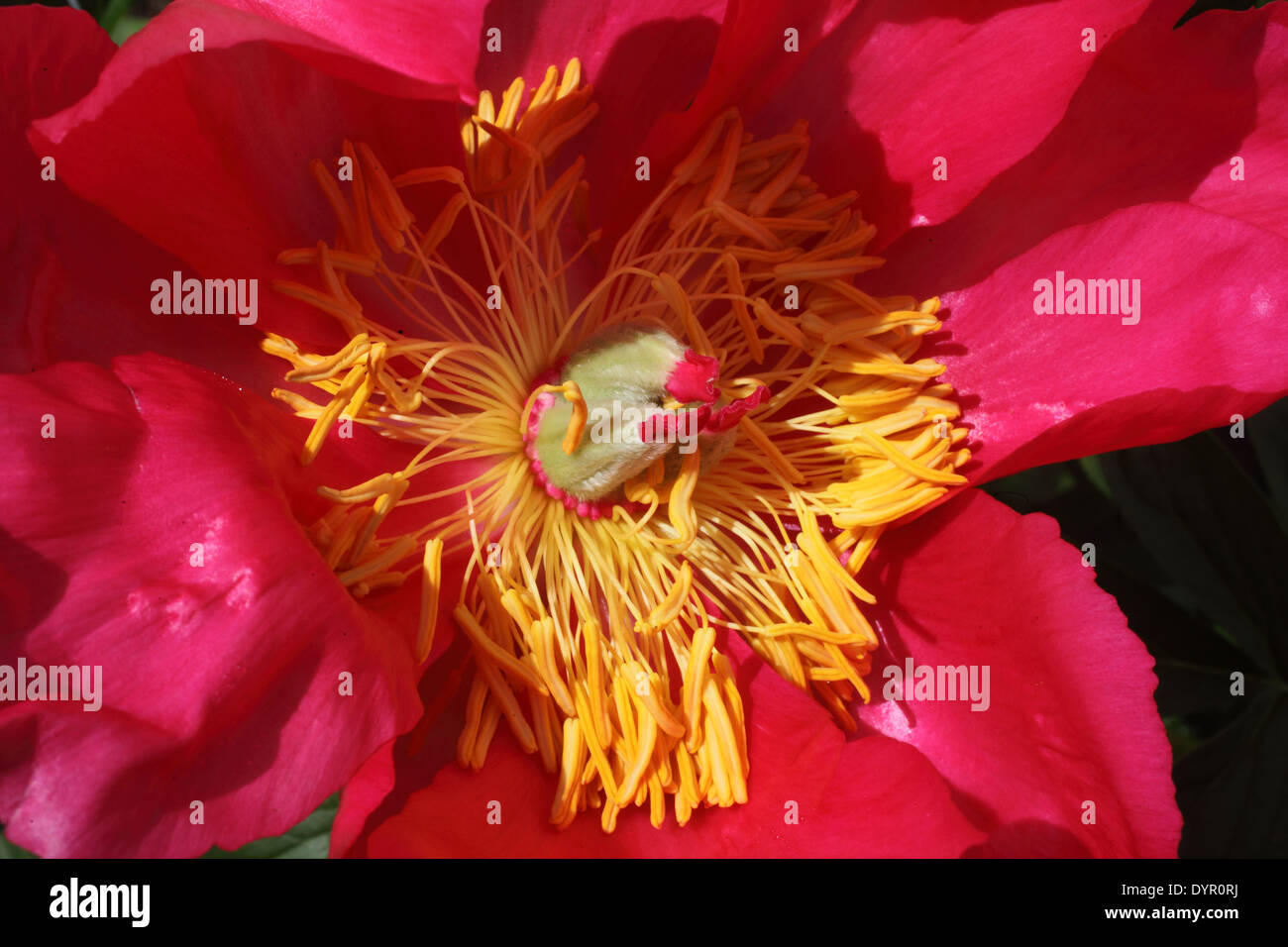 Paeonia Officinalis 'Rubra Plena' close up Portrait of innerhalb der Blume Stockfoto