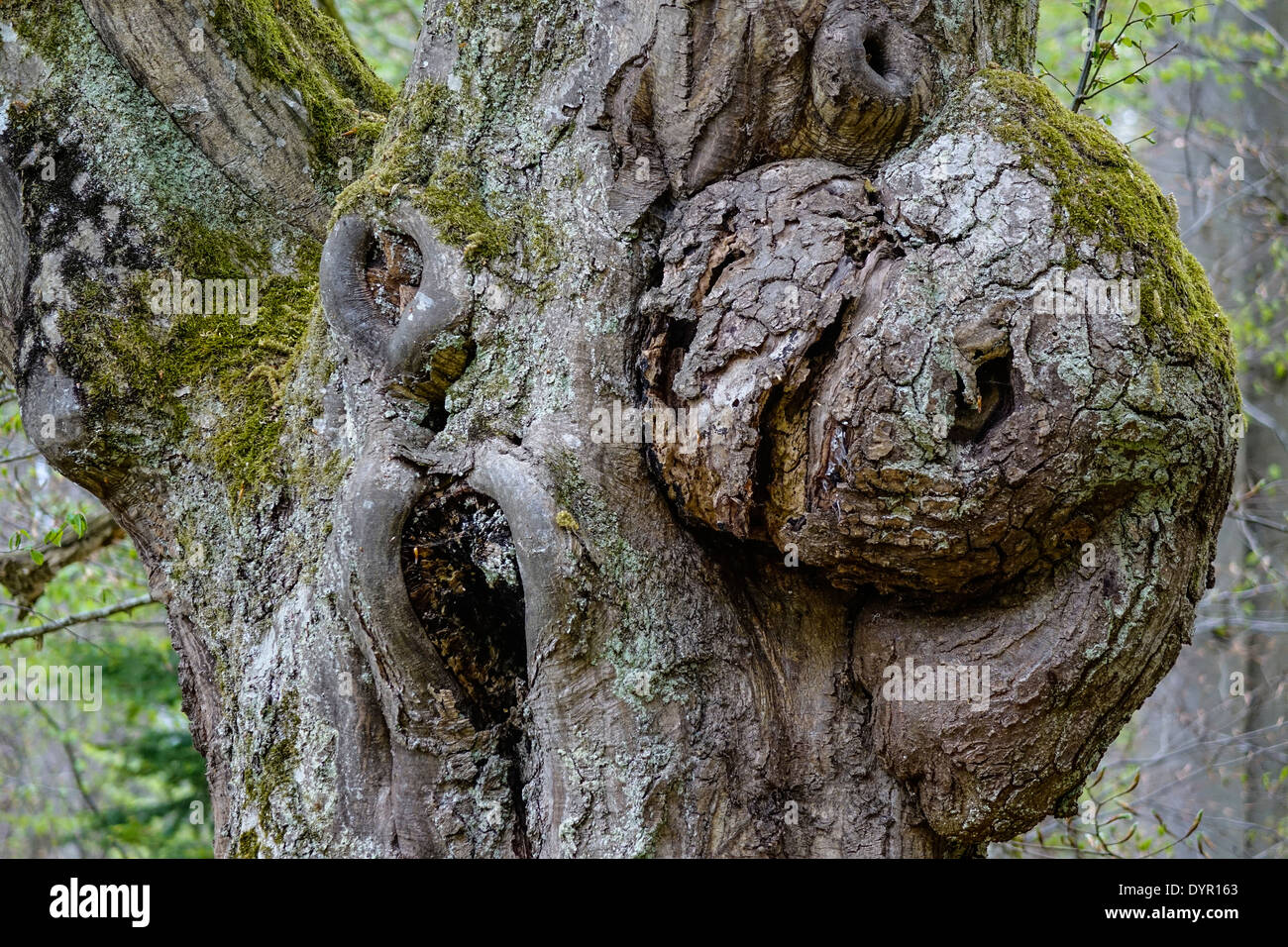 Alter knorriger Baumstamm im Wald Stockfoto