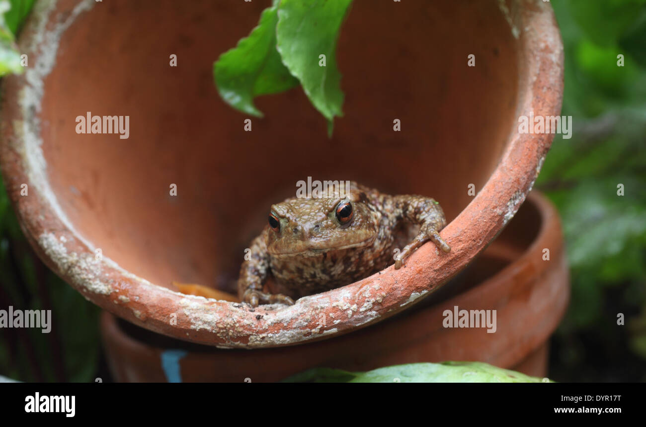 Gemeinsamen Kröte Bufo Bufo sitzt in Flower Pot-Vorderansicht Stockfoto