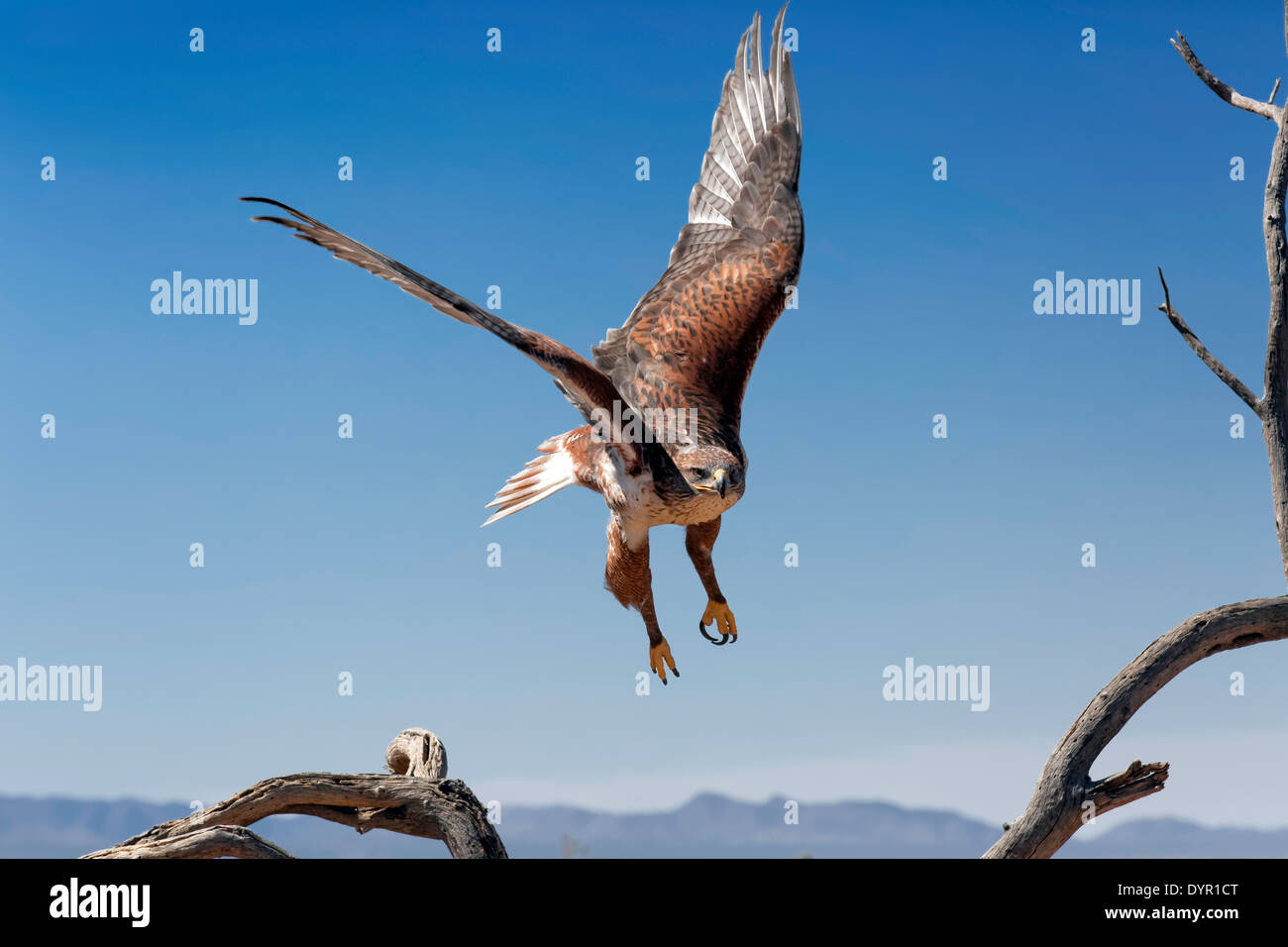 Eisenhaltiger Falke (Buteo Regalis), Arizona Stockfoto
