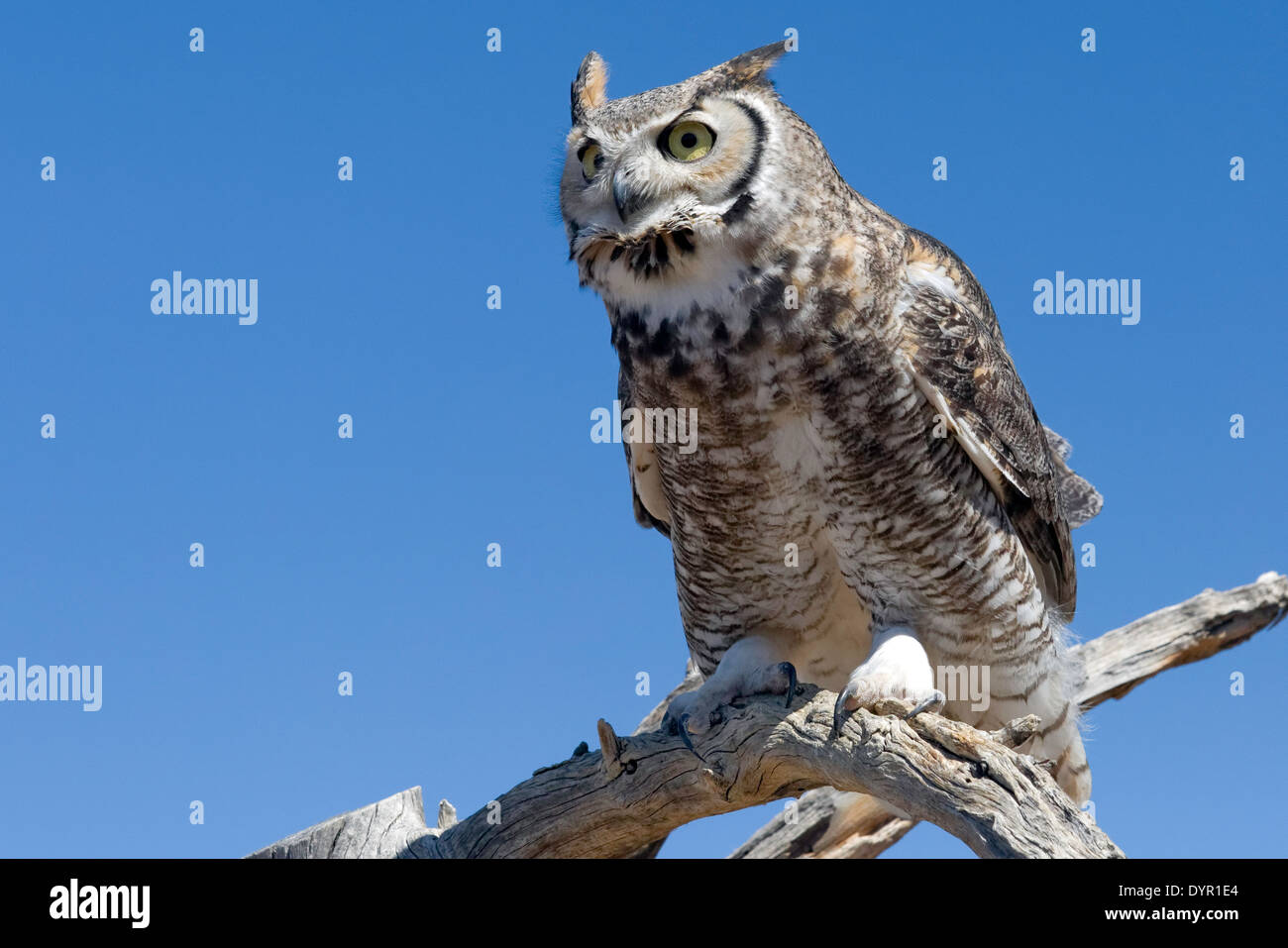 Große gehörnte Eule (Bubo Virginianus) Stockfoto