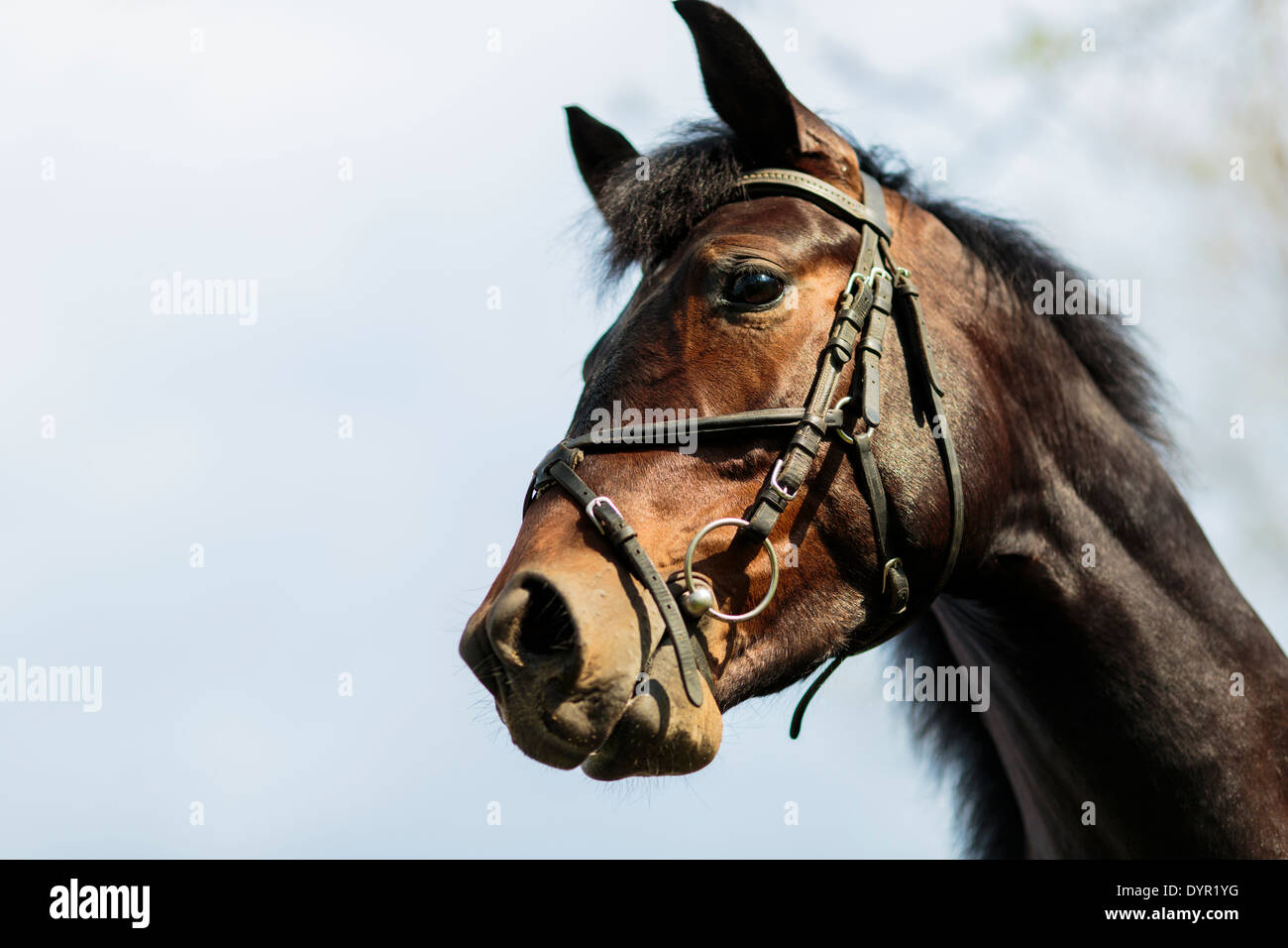 Pferd auf dem Bauernhof Stockfoto