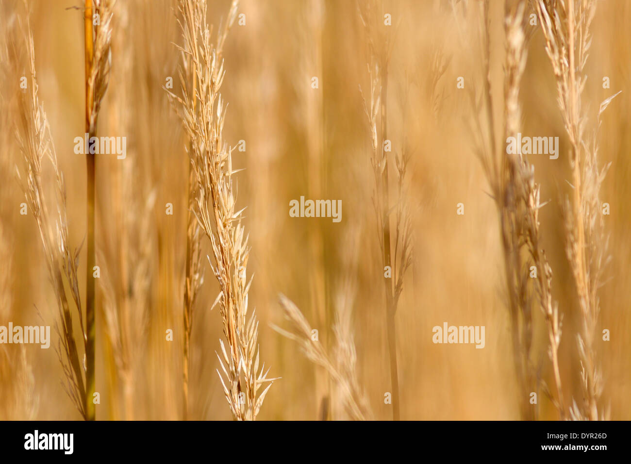Makro von einem Weizenfeld Stockfoto