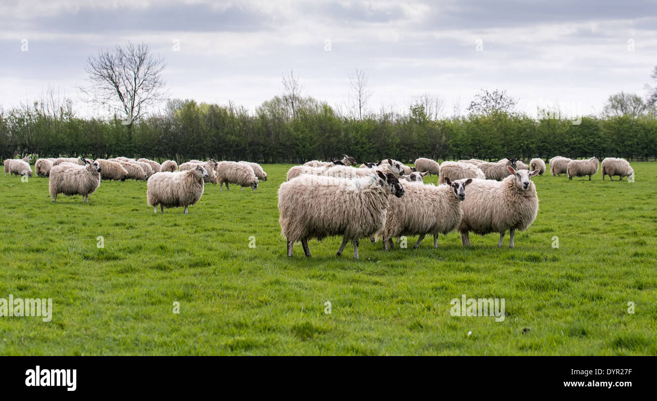 wollige Schafe im englischen Wiese Stockfoto