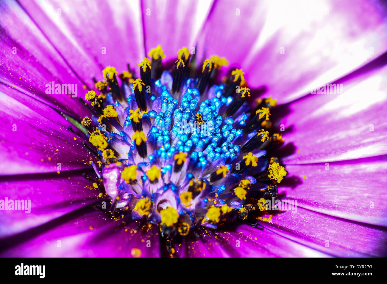 Makro von einem Cape Daisy in voller Blüte Stockfoto