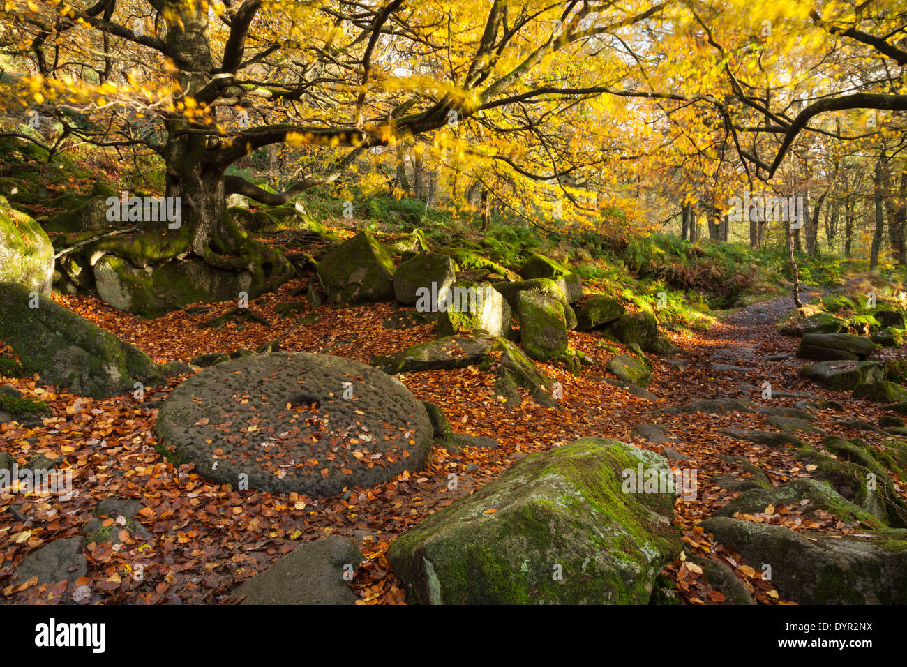 Ein Weg durch Yarncliff Wood im Herbst, geht eine alte Buche und verworfen Mühlstein Rad, Peak District, England Stockfoto