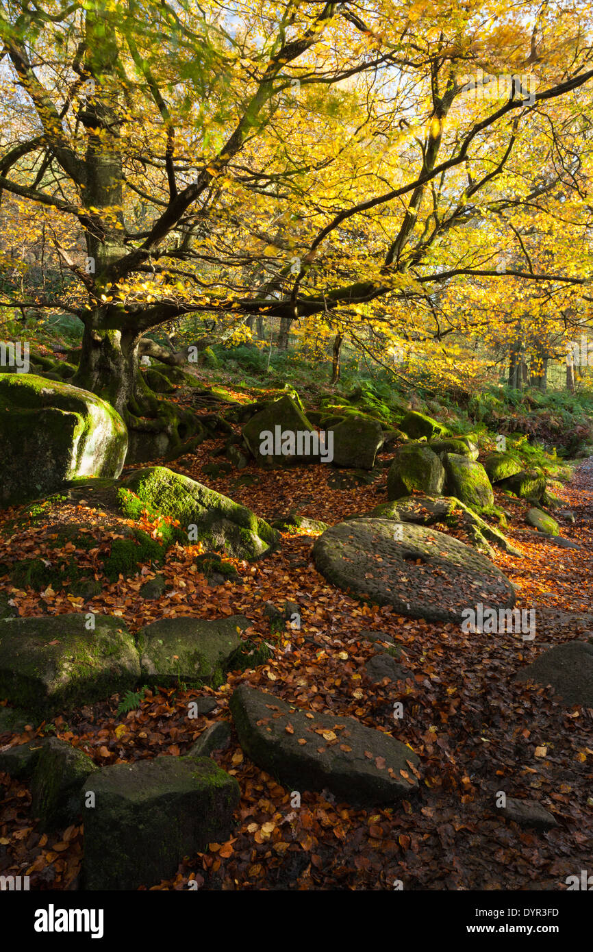 Eine alte Buche unter den Gritstone Felsbrocken und Laub von Yarncliff Wood im Herbst, Peak District, England Stockfoto