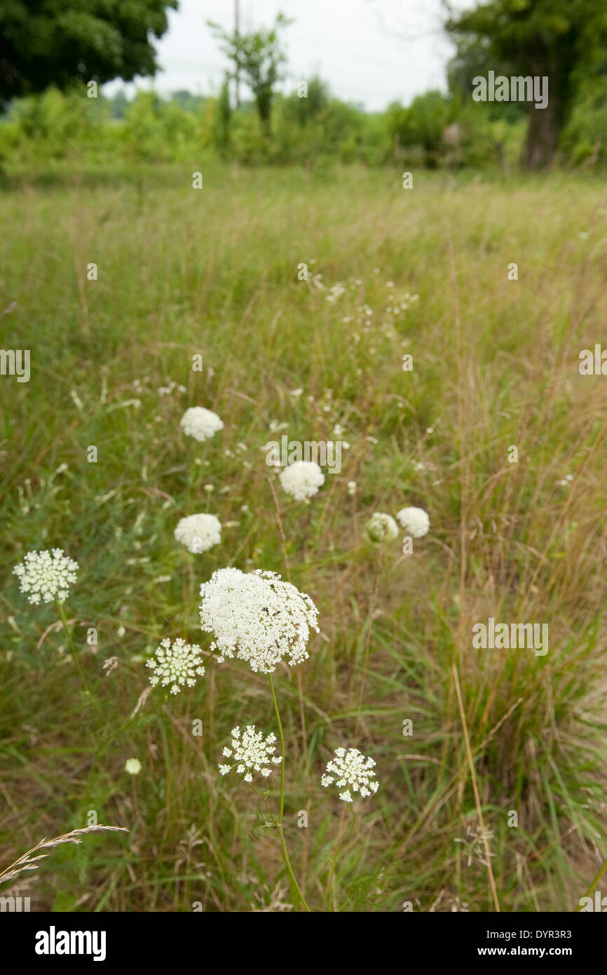 Königinnen Anne Lace weiß Stockfoto
