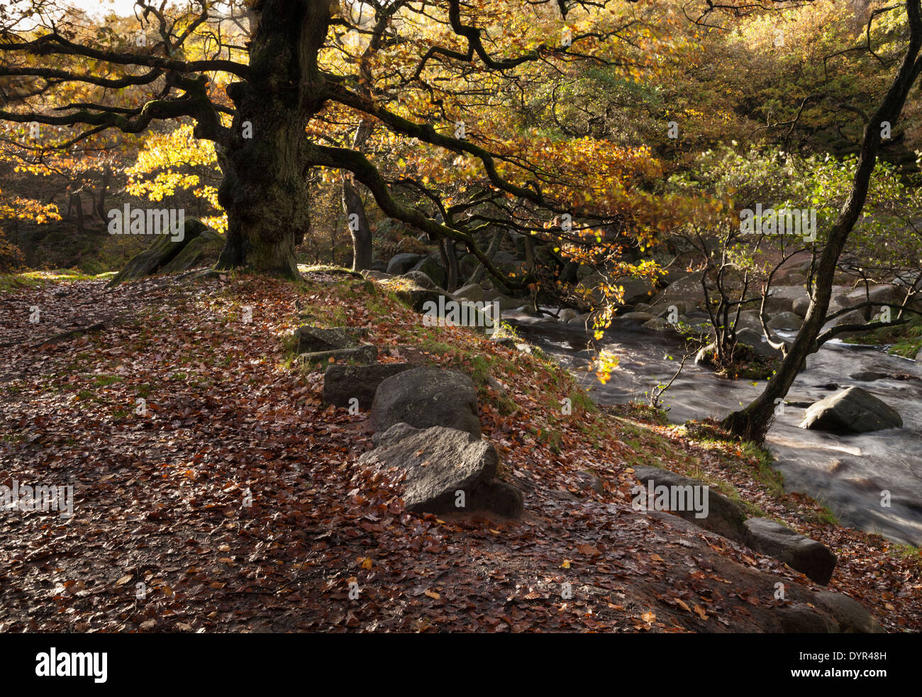 An den Ufern des Burbage Brook in Yarncliff Wood und Padley Schlucht im Herbst, Derbyshire, Peak District National Park, England Stockfoto