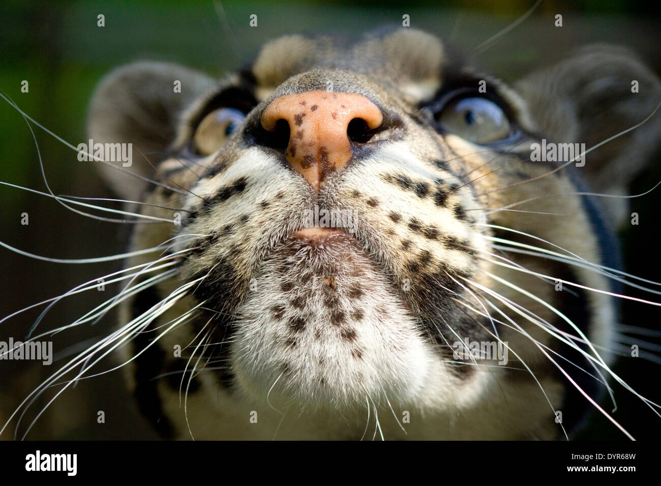 Nebelparder an der Wildlife Heritage Foundation. Stockfoto