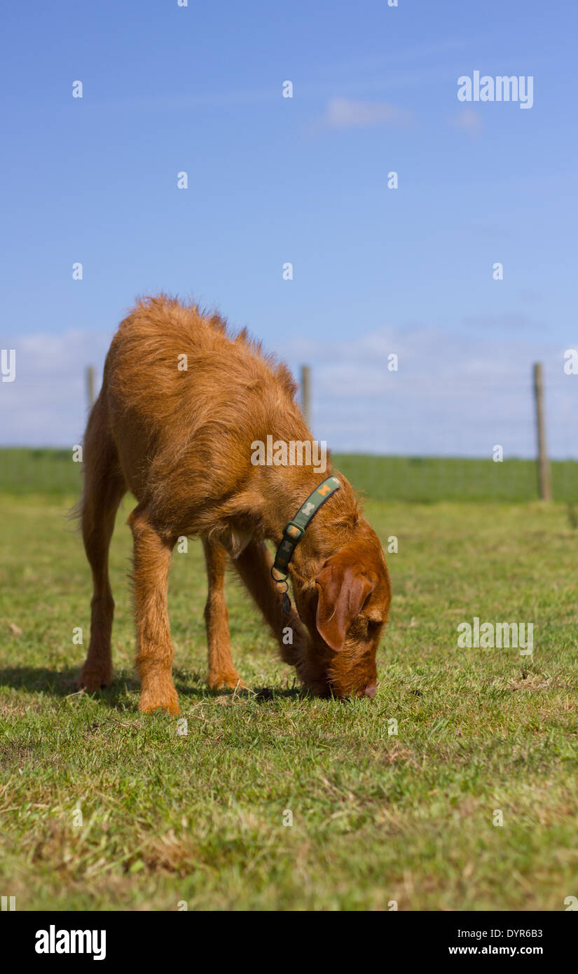 Drahthaar Magyar Vizsla stehend in einem Paddock schnüffeln am Boden Stockfoto