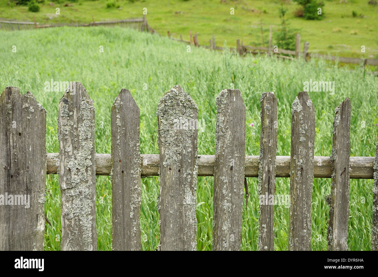 alten Holzzaun mit Moos und rostige Nägel um Feld des Hafers Stockfoto