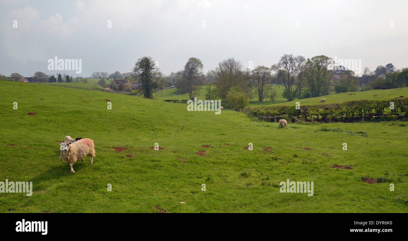 Schafbeweidung im Bereich obere Harlestone Northamptonshire UK Stockfoto