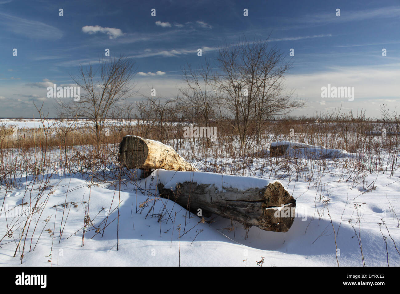 Zwei Protokolle im Schnee überdachten Bereich im Tommy Thompson Park, Toronto, Ontario, Kanada Stockfoto
