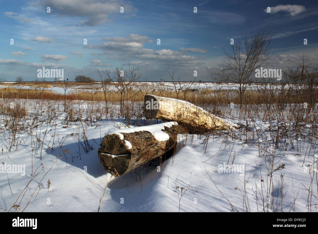 Zwei Protokolle im Schnee überdachten Bereich im Tommy Thompson Park, Toronto, Ontario, Kanada Stockfoto