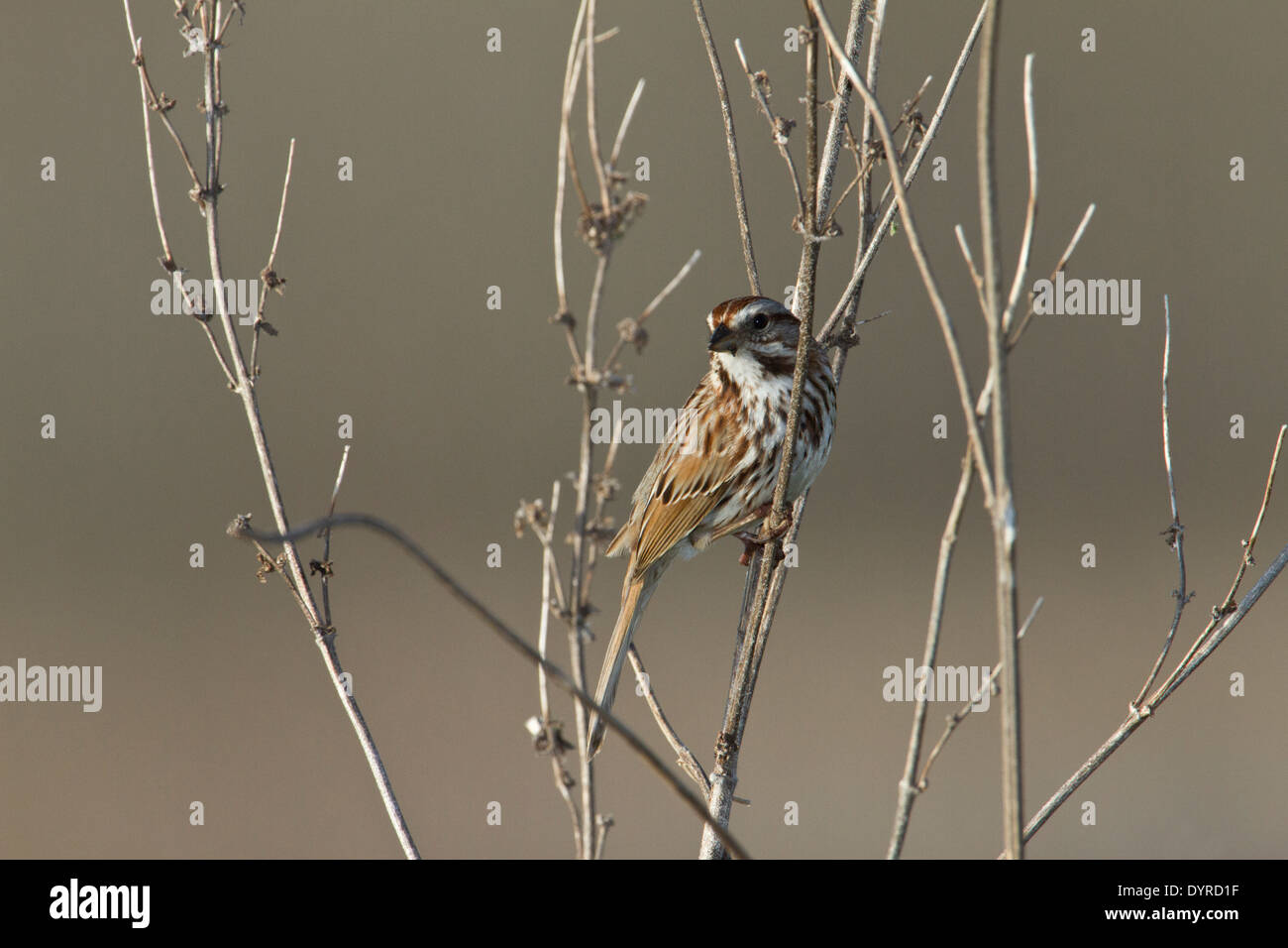 Singammer (Melospiza Melodia) auf Ästen. Stockfoto