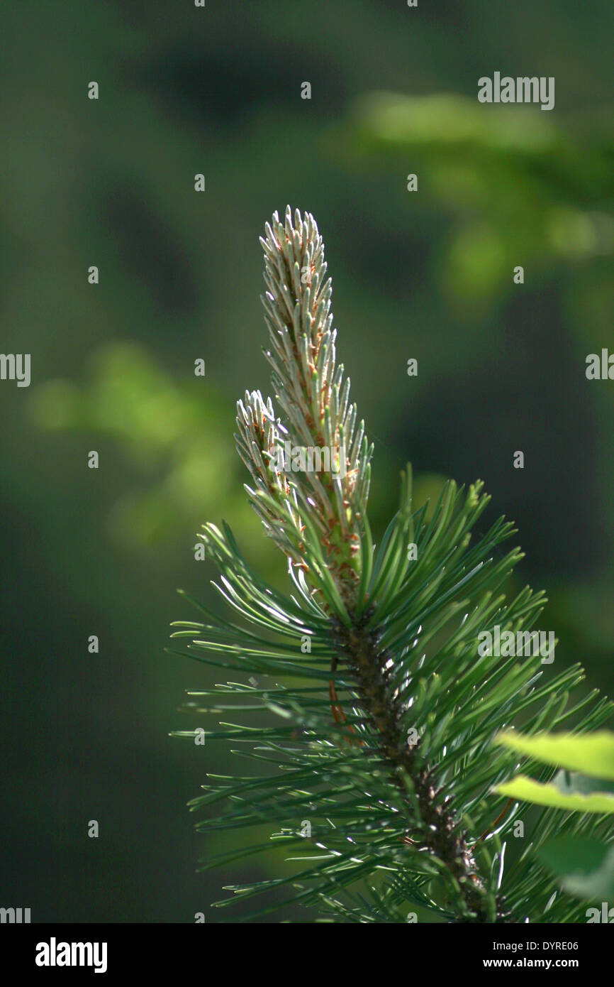 Wunsch einer Nadelbaum-Verzweigung Stockfoto