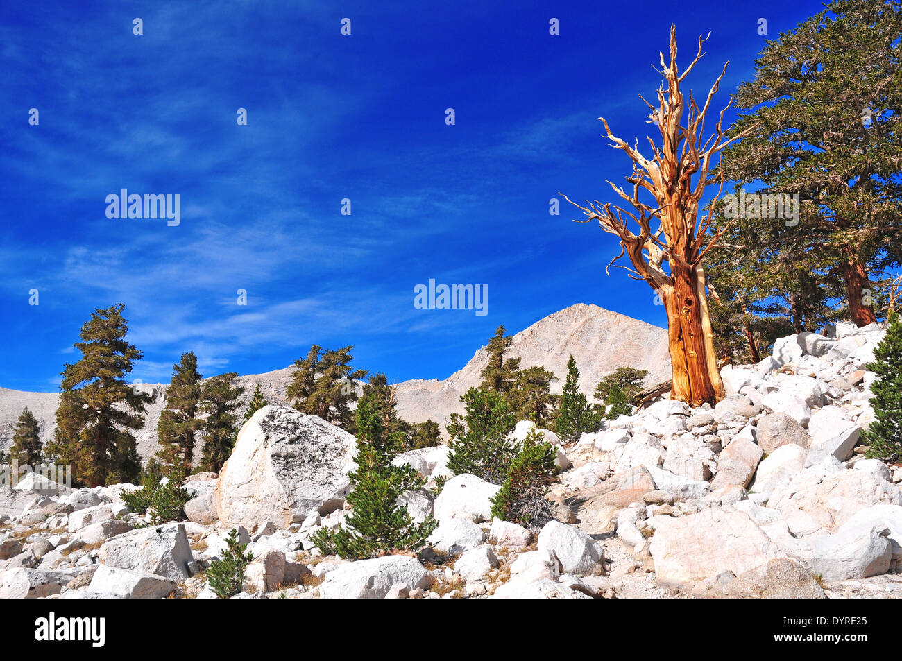 Alten Bristlecone Pines, White Mountains, Nevada Stockfoto