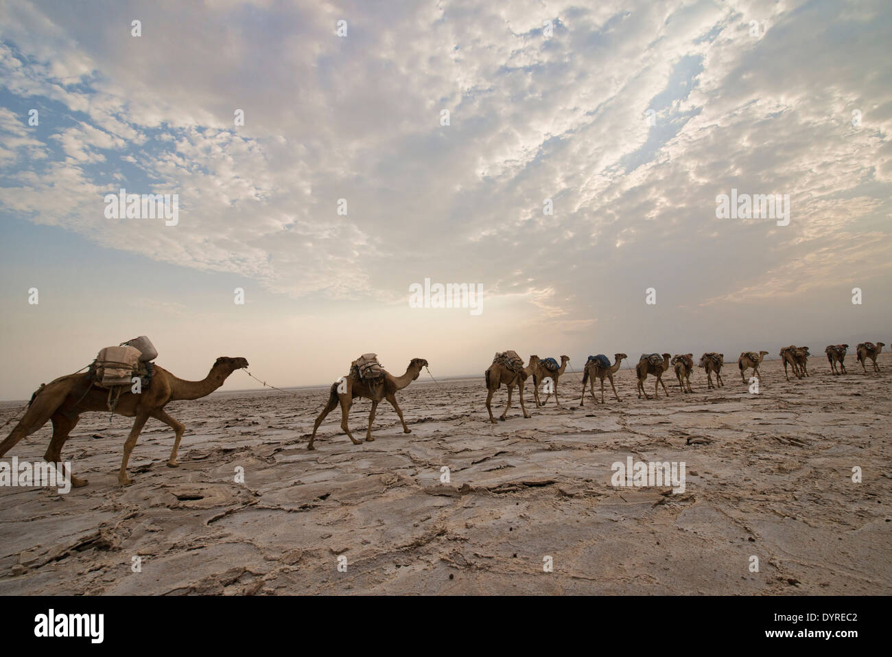 Kamelkarawanen mit Salz durch die Wüste in der Danakil-Senke, Äthiopien Stockfoto