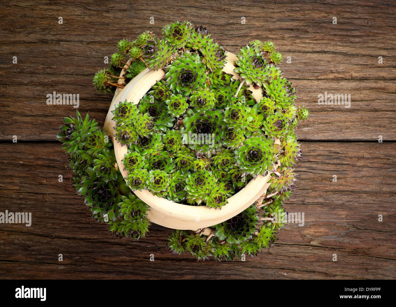 Saftige Sempervivum Calcareum in Keramik Blumentopf mit seitlichen  Öffnungen grobe Holz Hintergrund Stockfotografie - Alamy