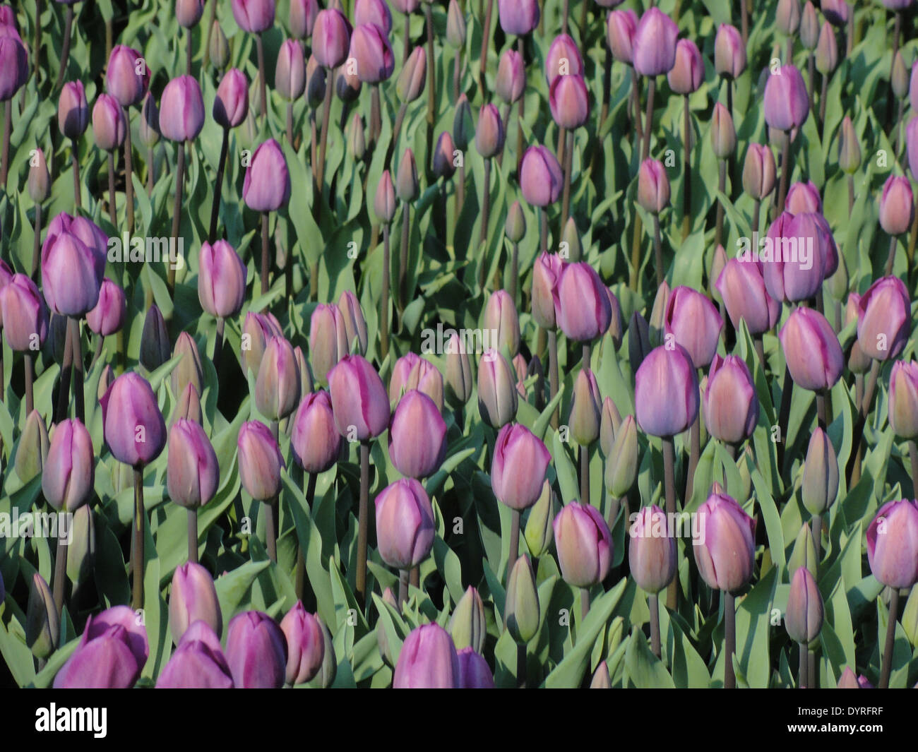 Farbenfrohe Tulpenfelder in Holland während der Blütezeit. Diese Felder sind ein Symbol der niederländischen Landwirtschaft und sind weltweit bekannt für ihre lebhaften und weitläufigen Tulpenbestände. Stockfoto