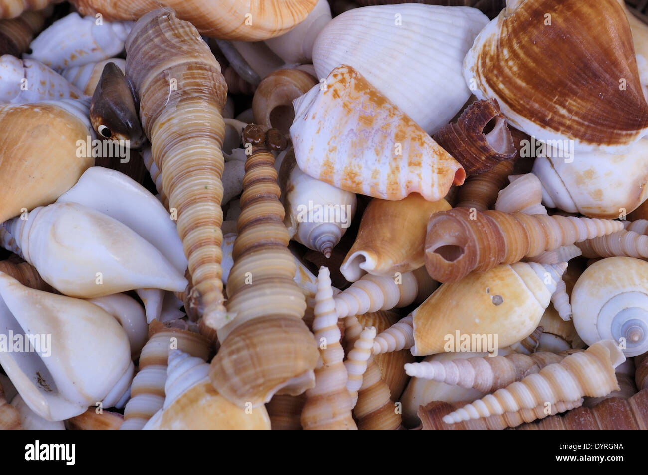 Muscheln vom Schwarzen Meer zum Verkauf, Küste von Burgas, Bulgarien Stockfoto