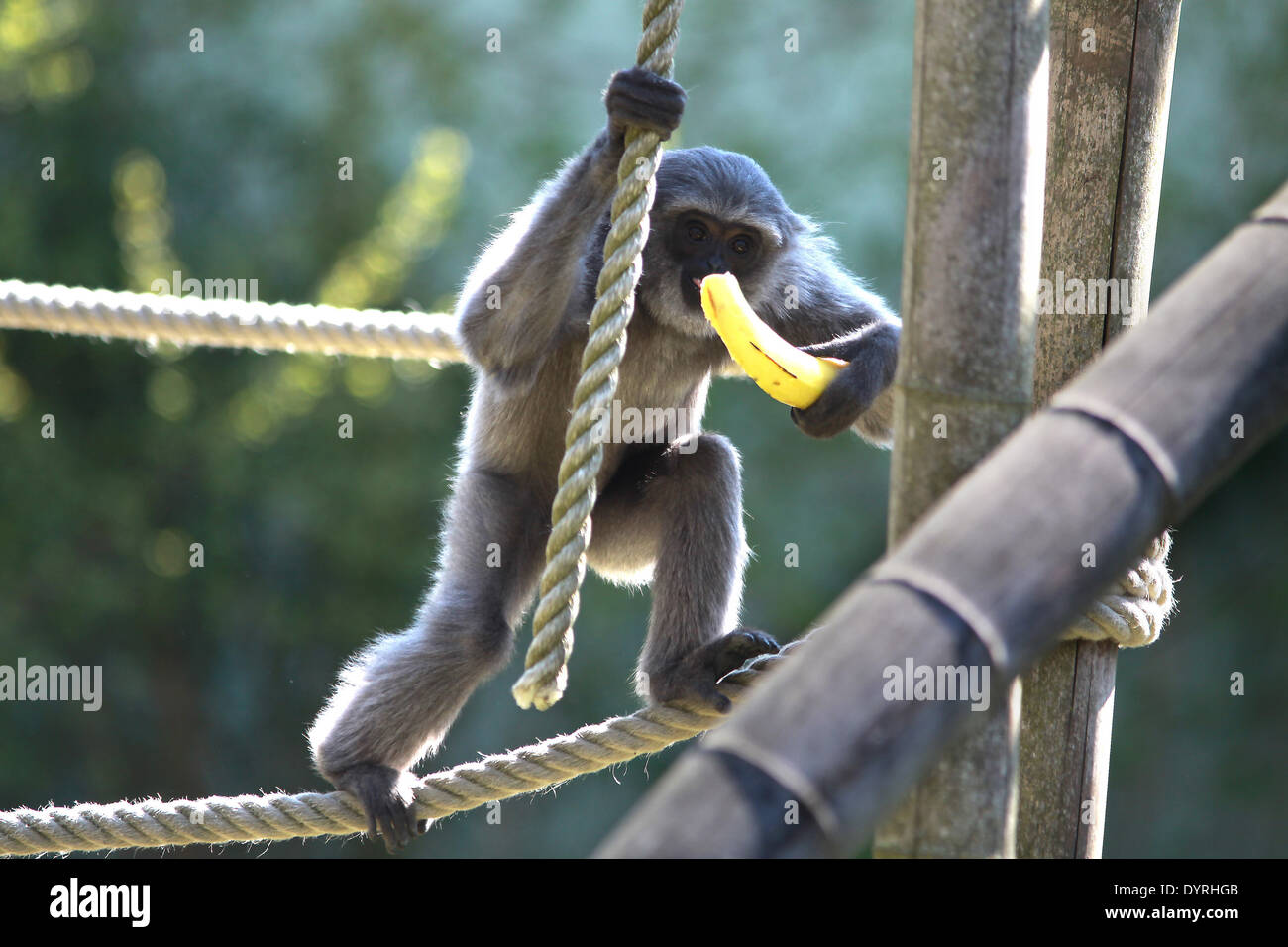 Silbrig Gibbon im Hellabrunn Zoo, 2011 Stockfoto