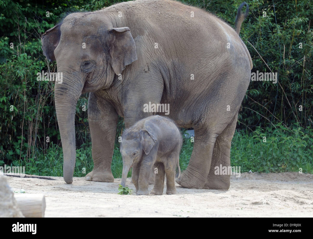 Elefantenbaby im Münchner Zoo, 2011 Stockfoto