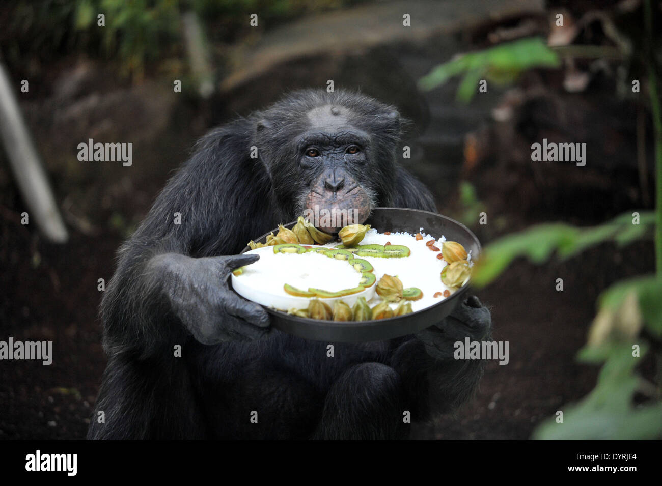 Schimpanse Toni feiert seinen 50. Geburtstag im Hellabrunn Zoo in München, 2011 Stockfoto