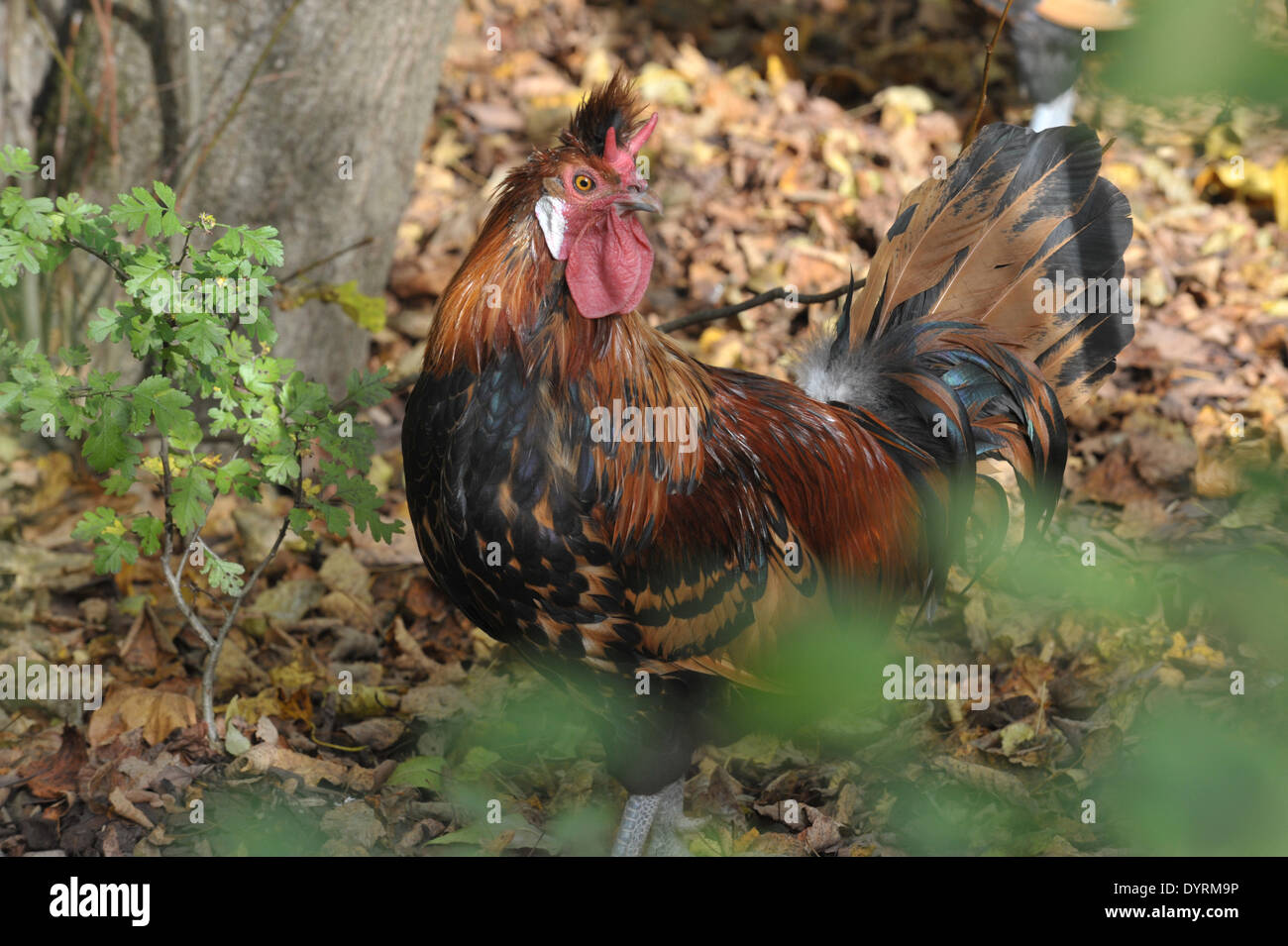 Alten Huhn Rasse im Hellabrunn Zoo in München 2012 Stockfoto