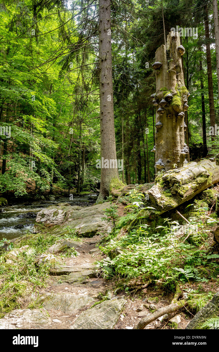 Polyporus an Pilze wachsen auf einem toten Baum im Wald, Doubrava Tal, Tschechische Republik Stockfoto