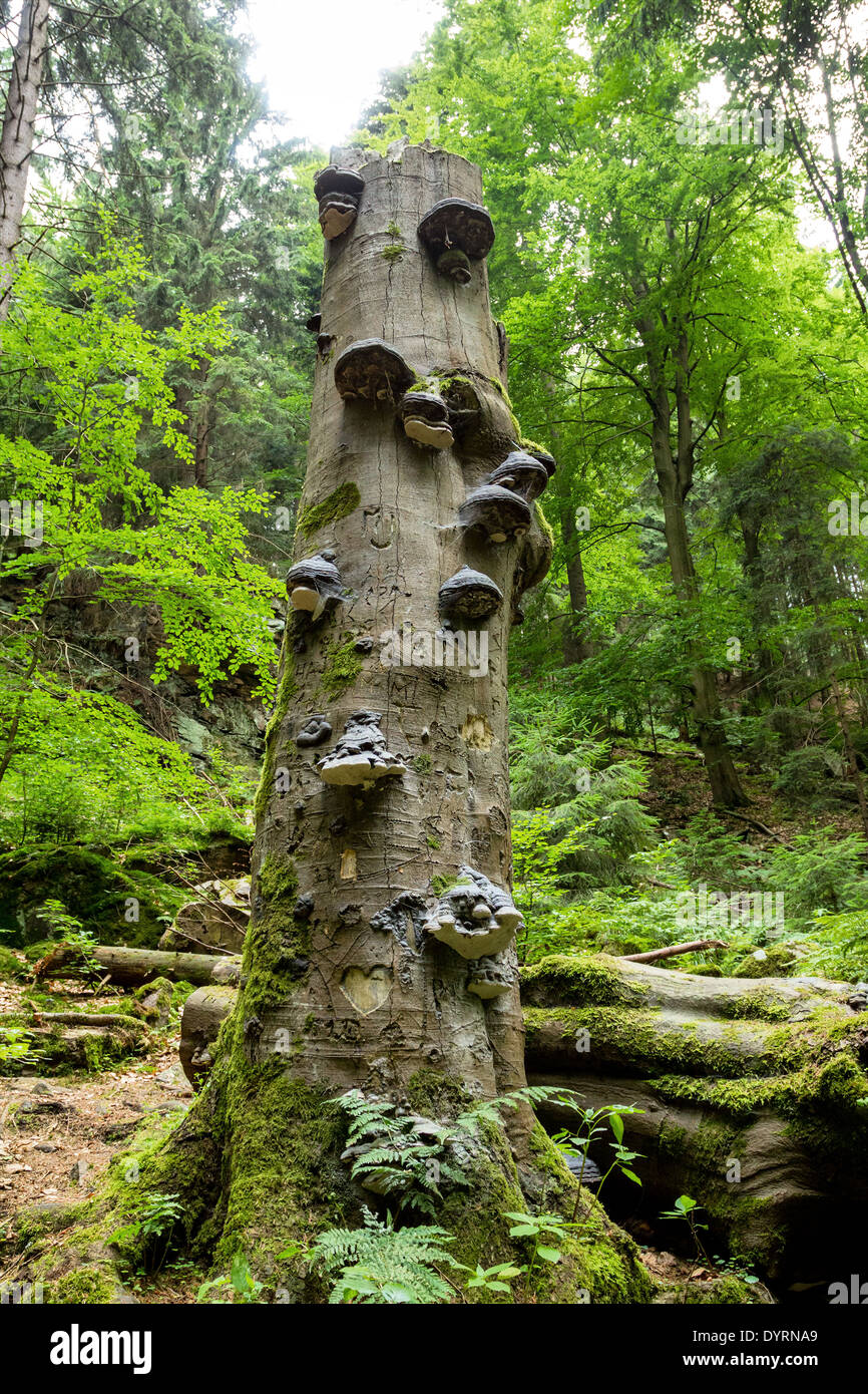 Polyporus an Pilze wachsen auf einem toten Baum im Wald, Doubrava Tal, Tschechische Republik Stockfoto