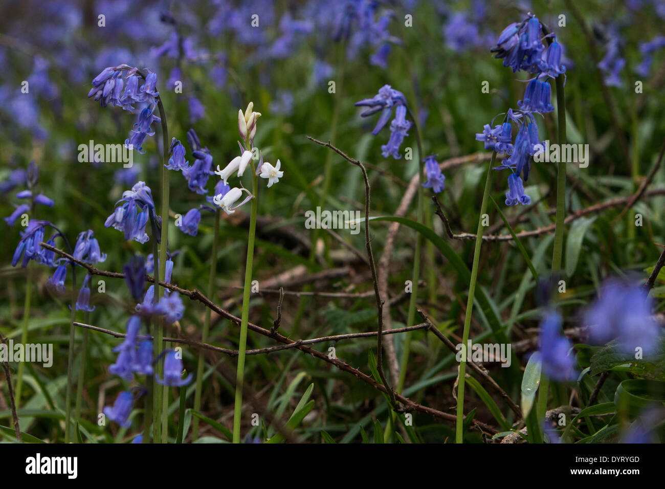 Aberystwyth, Wales, UK. 25. April 2014. Eine seltene britische weiße Glockenblume wächst unter Tausenden von gemeinsamen blaue Varietät auf einer Lichtung beim Holzfällen während der Winterstürme in Aberystwyth erstellt. Die spanische weiße Glockenblume ist durchaus üblich und bedrohen die Zukunft der britischen Bluebell, wie sie im ganzen Land zu verbreiten. Sie unterscheiden sich durch ihr breites Blatt im Vergleich zu der schmalen Blatt des britischen Bluebell und einheimischen weißen Glockenblumen sind besonders selten. Bildnachweis: Jon Freeman/Alamy Live-Nachrichten Stockfoto