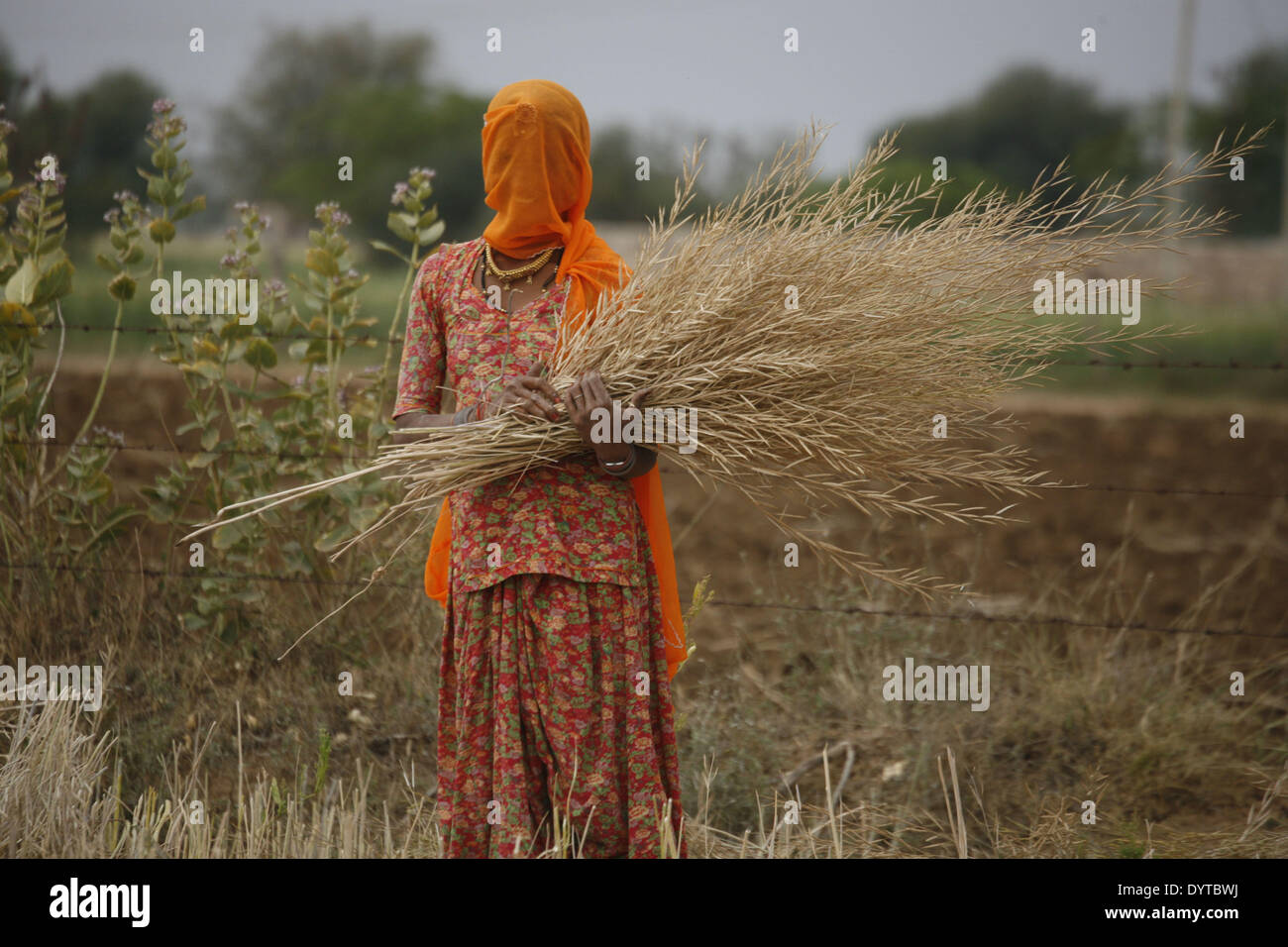 Eine Frau Havest Raps auf ein Feld in der Rasjasthan Provinz Stockfoto