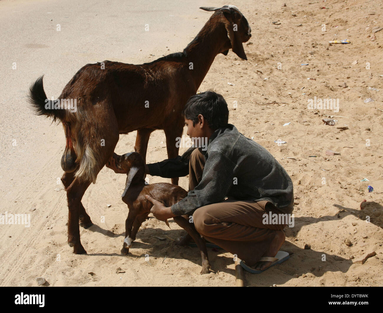 Ein Junge hilft eine Neugeborene Ziege, Milch von der Mutter in Pushkar City zu trinken Stockfoto