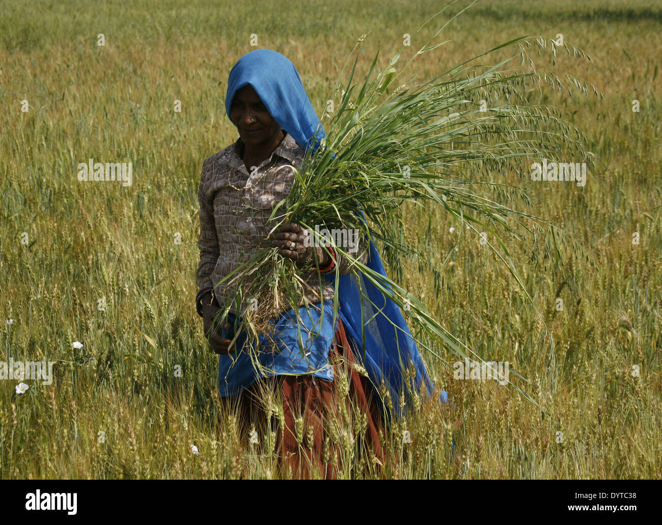 Eine Frau Havest Weizen auf ein Feld in der Rasjasthan Provinz Stockfoto