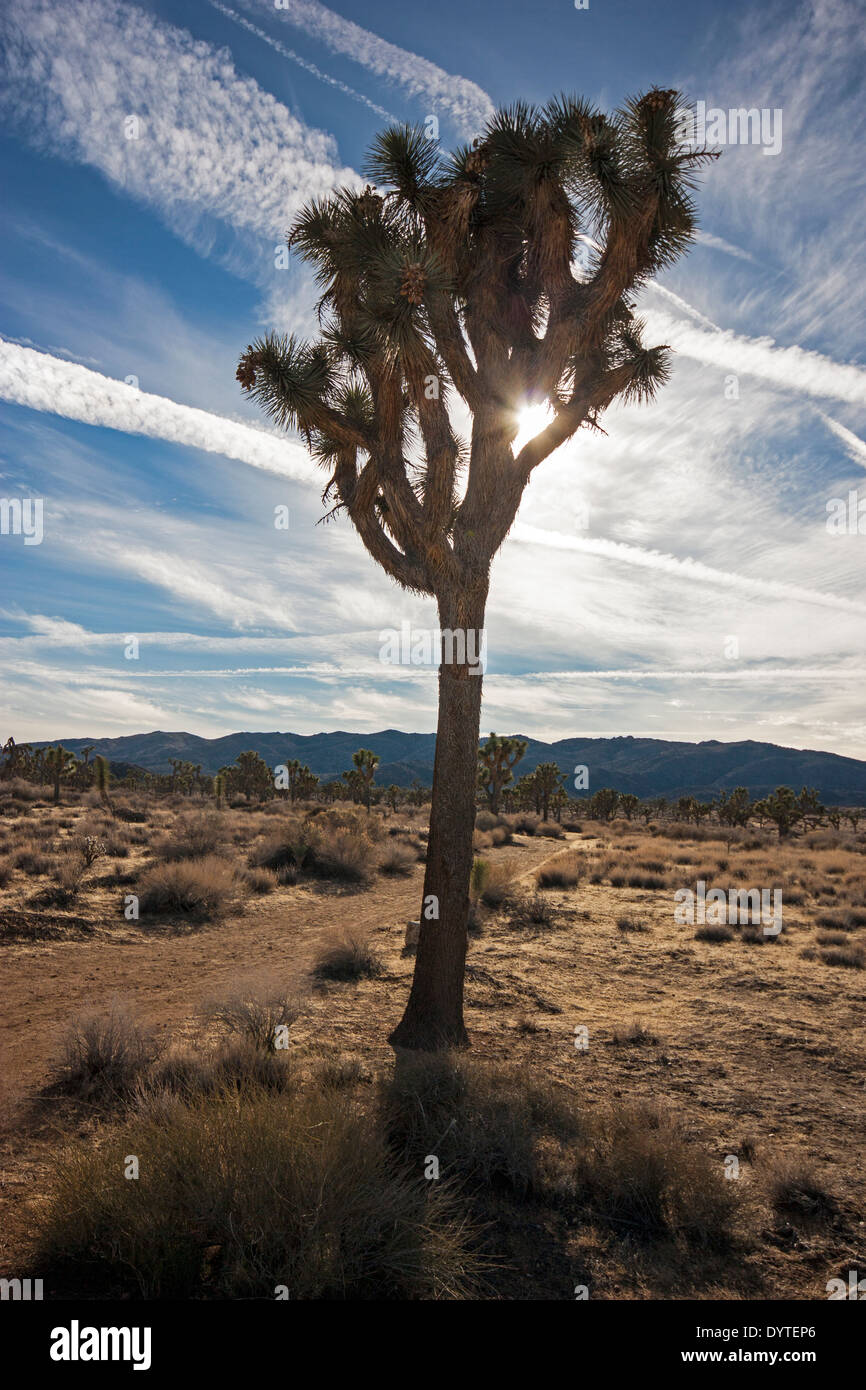 Abendsonne durch einen Joshua Baum an der Joshua Tree Nationalpark Kalifornien USA Stockfoto