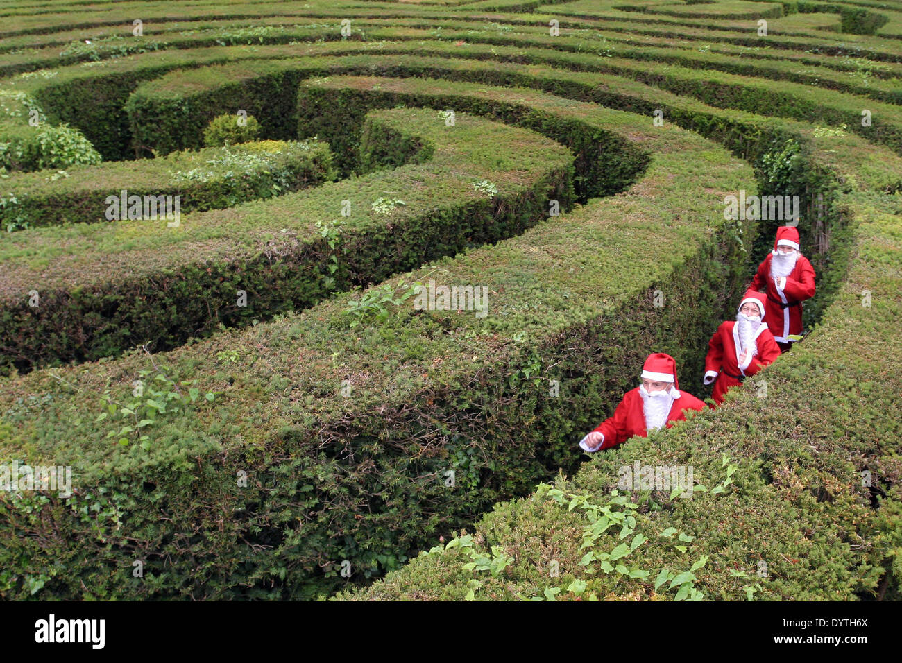 Drei Weihnachtsmänner versuchen, ihren Weg aus dem Labyrinth an Longleat Safari Park, Somerset UK zu finden. Stockfoto