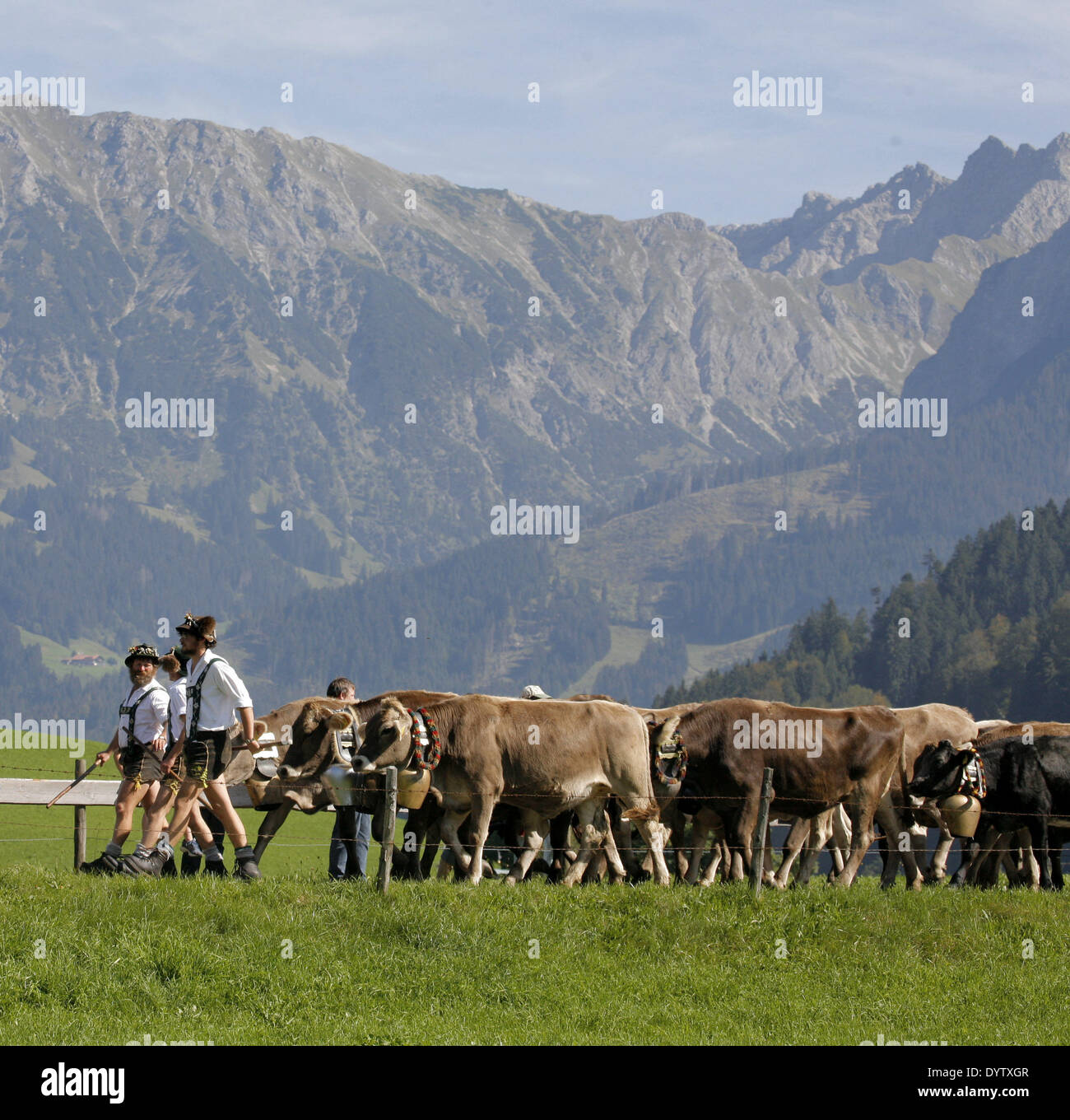 Der Viehscheid (Rückkehr der Kühe aus ihren Sommerweiden) Stockfoto
