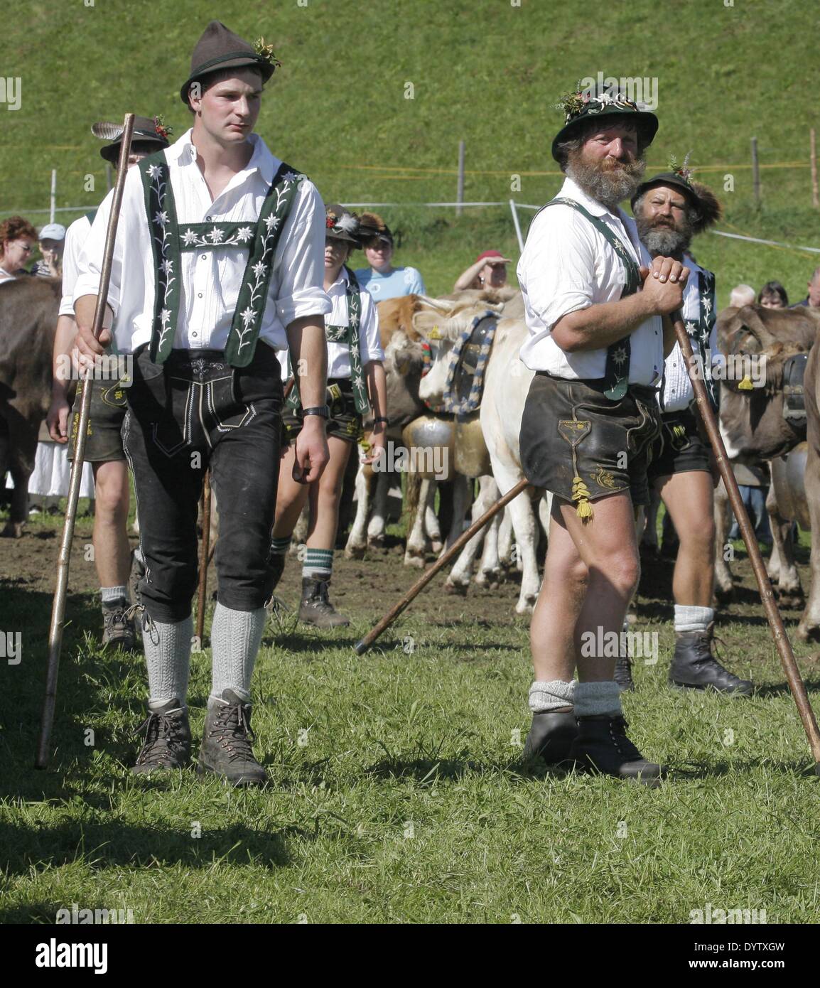 Der Viehscheid (Rückkehr der Kühe aus ihren Sommerweiden) Stockfoto