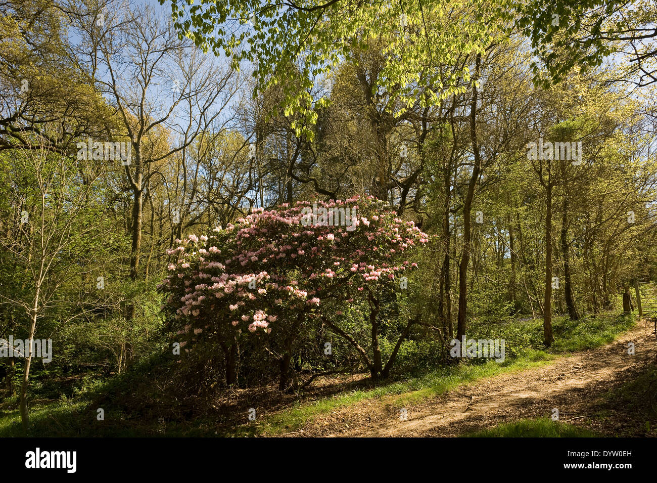 Wälder im Borde Hill Garden in der Nähe von Haywards Heath, West Sussex, UK Stockfoto