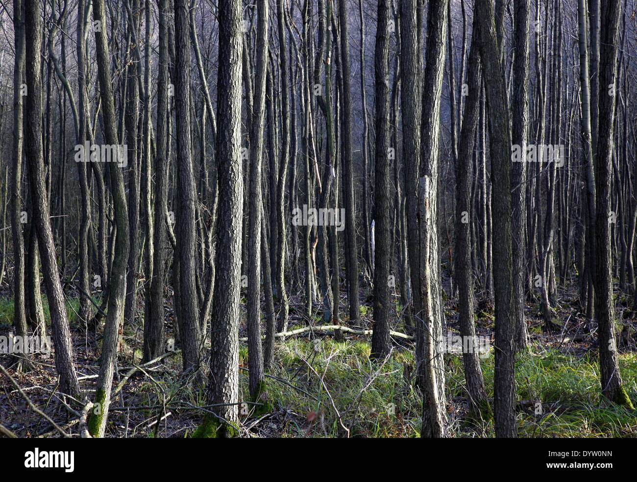 Wald in Wokuhl-Dabelow, 2011 Stockfoto