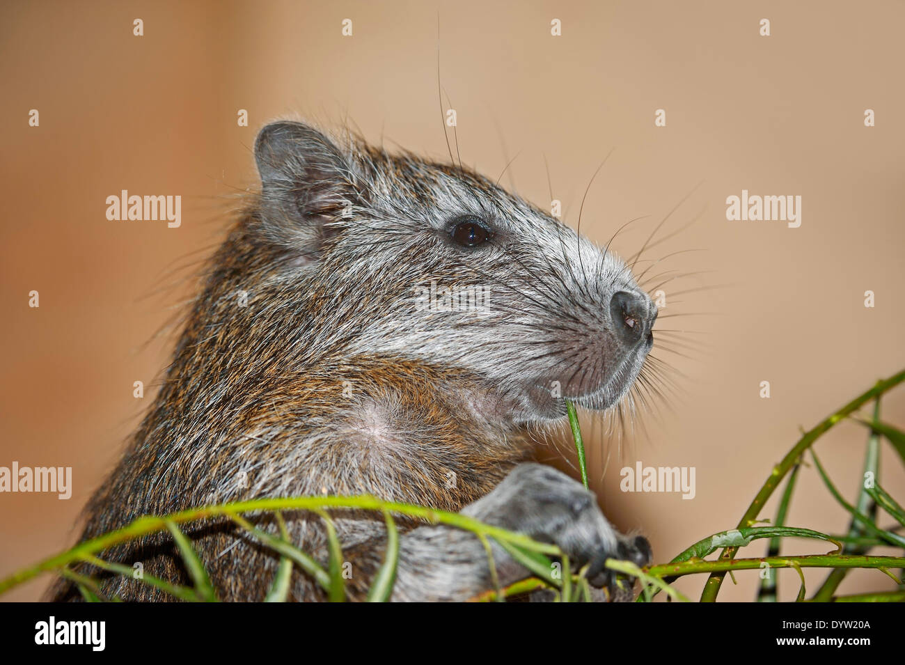 Kubanische Baumratte oder Desmarest Baumratte (Capromys Pilorides) Stockfoto