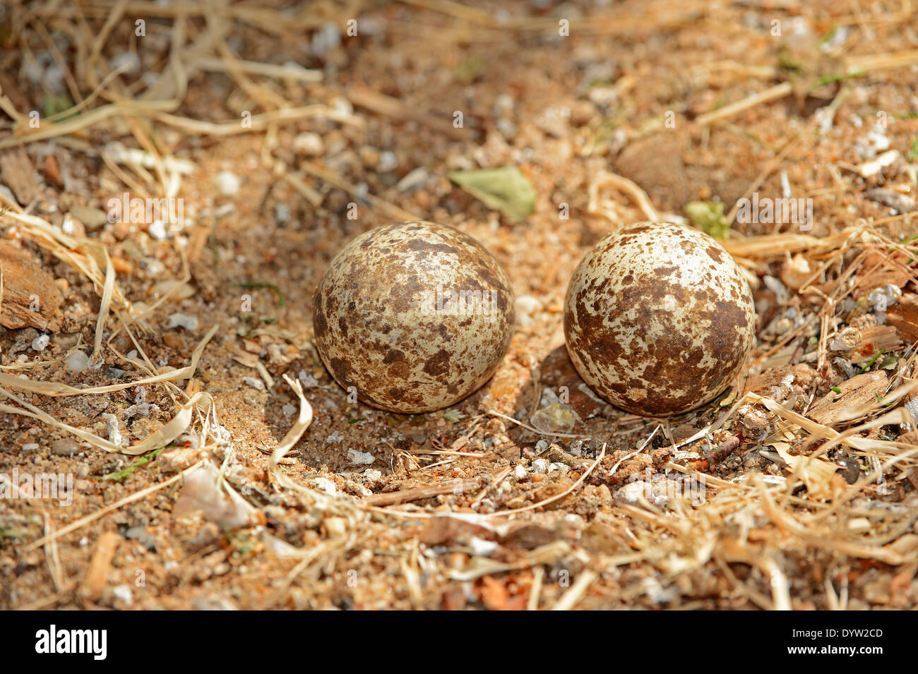 Gefleckte Thick-knee, Spotted Dikkop oder Kap Thick-knee (Burhinus Capensis), Eiern im nest Stockfoto