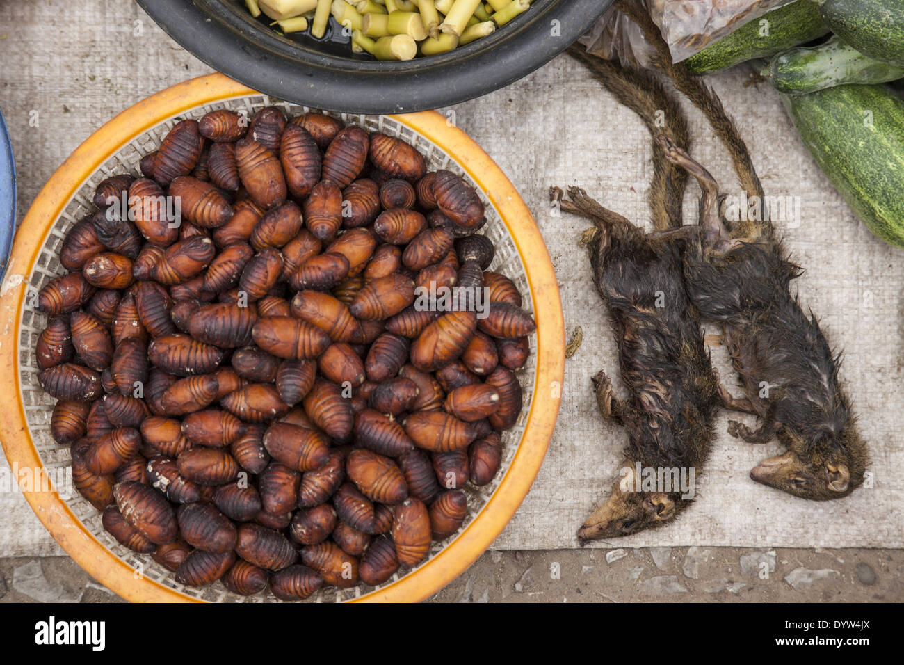Wilde Tiere wie Cocoon sind Anzeige für den Verkauf an einen Lebensmittelmarkt Stockfoto