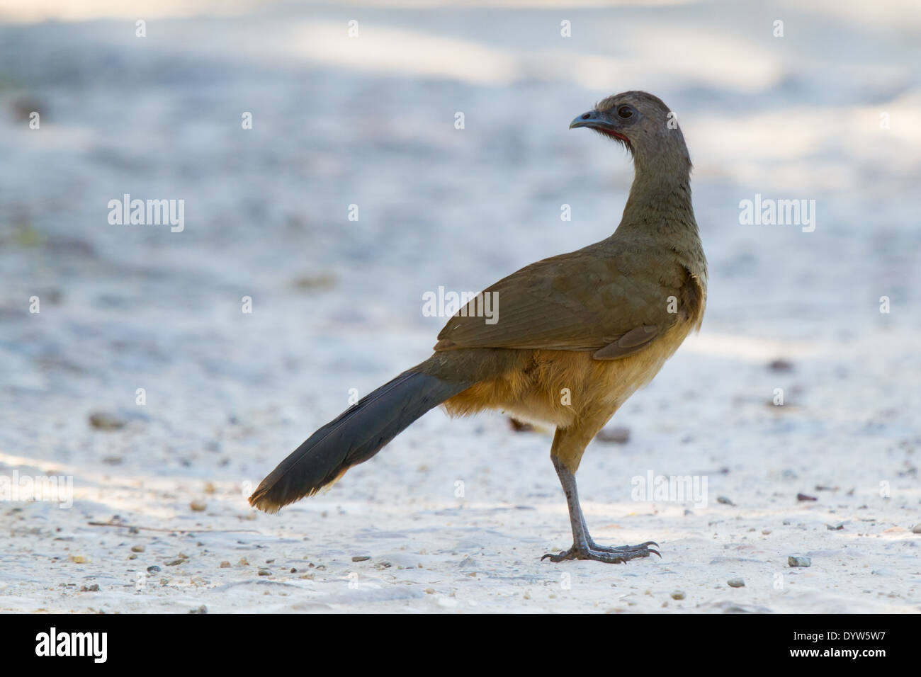 Einfache Chachalaca (Ortalis Vetula) Stockfoto