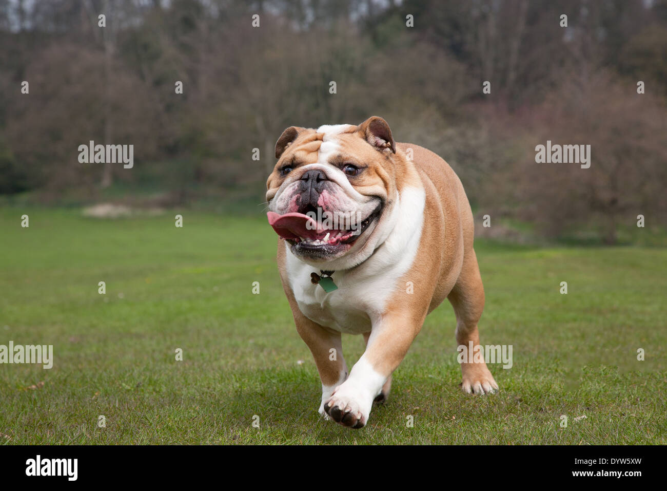 Britische Bulldogge laufen Stockfoto