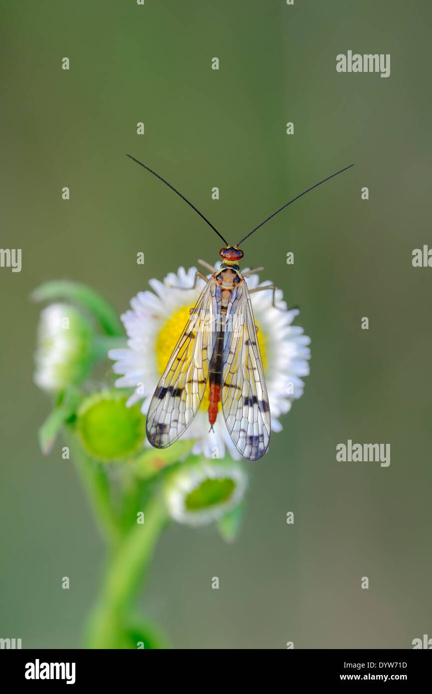 Gemeinsame Scorpionfly oder Scorpion Fly (Panoropa Communis), Weiblich, North Rhine-Westphalia, Deutschland Stockfoto