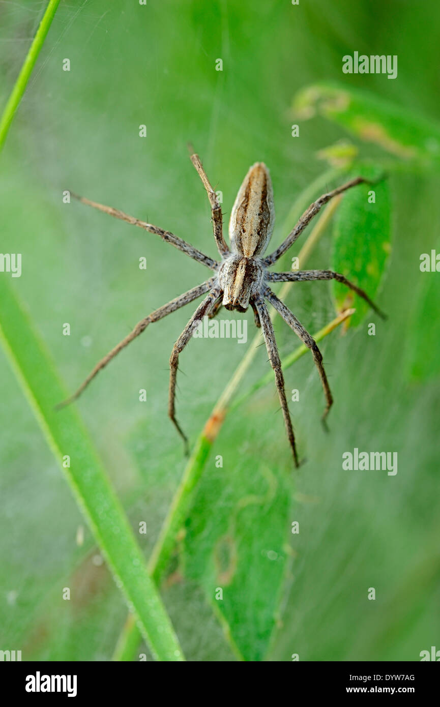 Baumschule Web Spider (Pisaura Mirabilis), weibliche Bewachung Youngs unter Gewebe, North Rhine-Westphalia, Deutschland Stockfoto